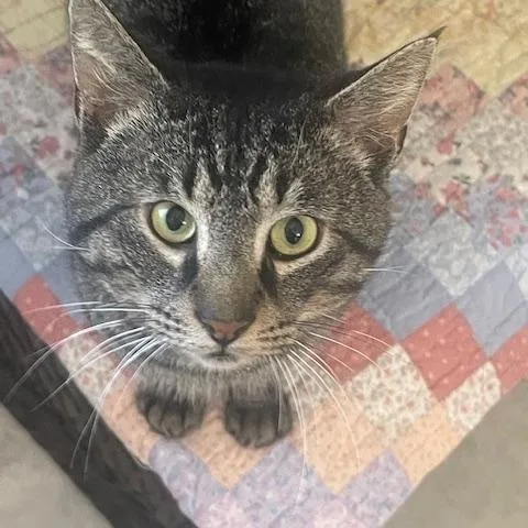 An adult medium-sized male Domestic Short Hair cat named Louie for adoption in Gainesville, GA