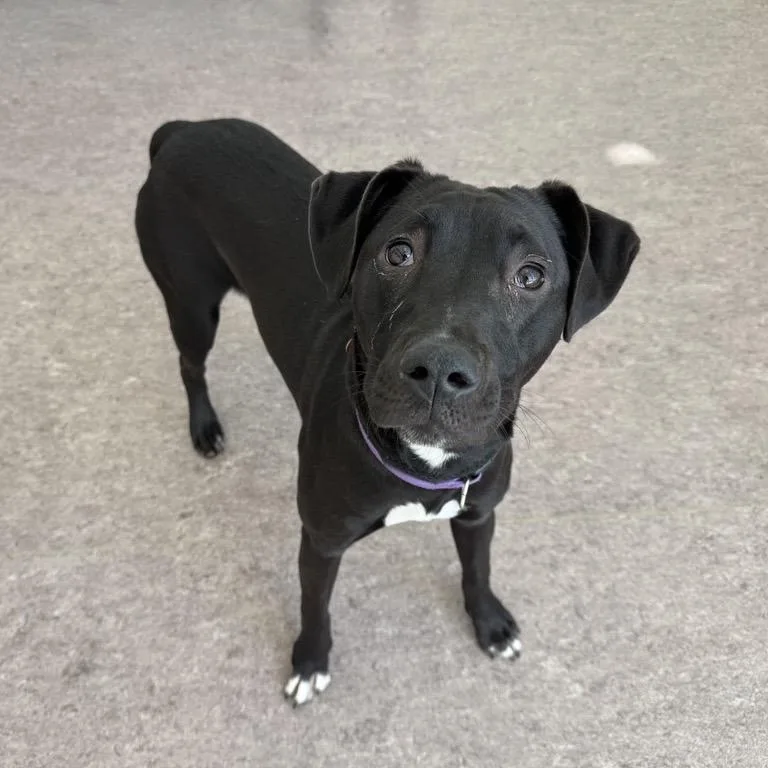 A young medium-sized female Black Terrier dog named Sadie for adoption in Saint Louis, MO