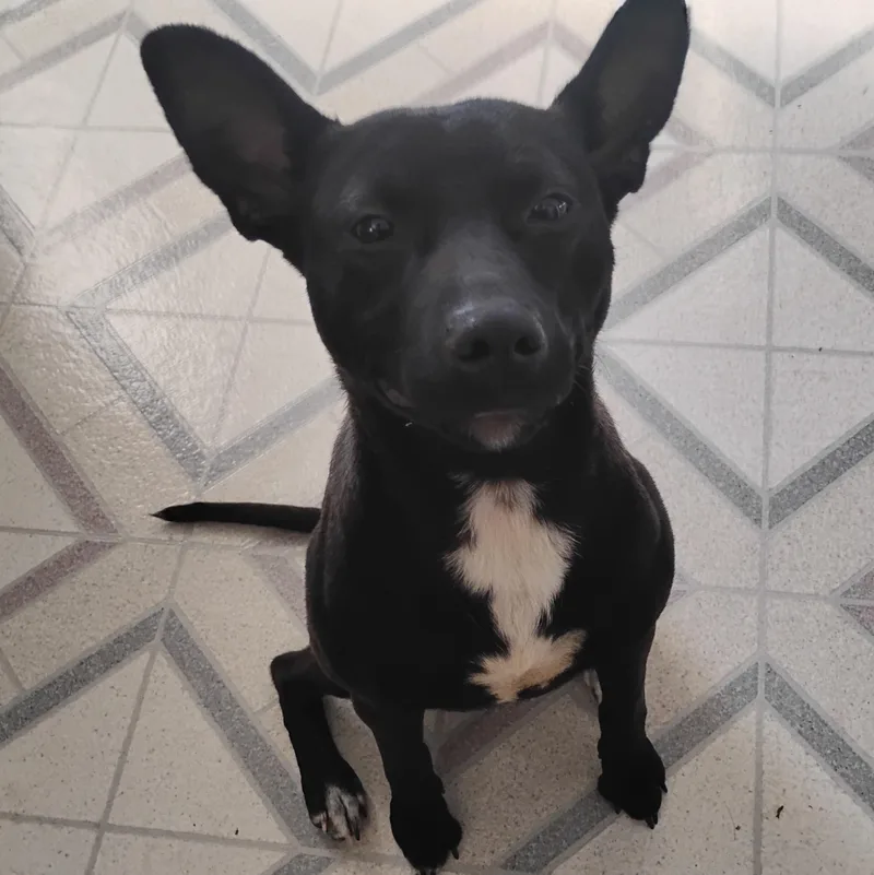 A young small-sized female Chihuahua dog named Laylah for adoption in Salisbury, MD