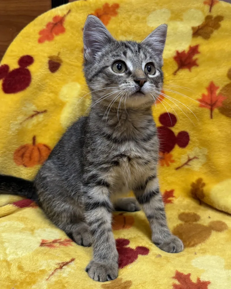 A young medium-sized male Tabby (Brown / Chocolate) American Shorthair cat named Tobias for adoption in Marvin, NC