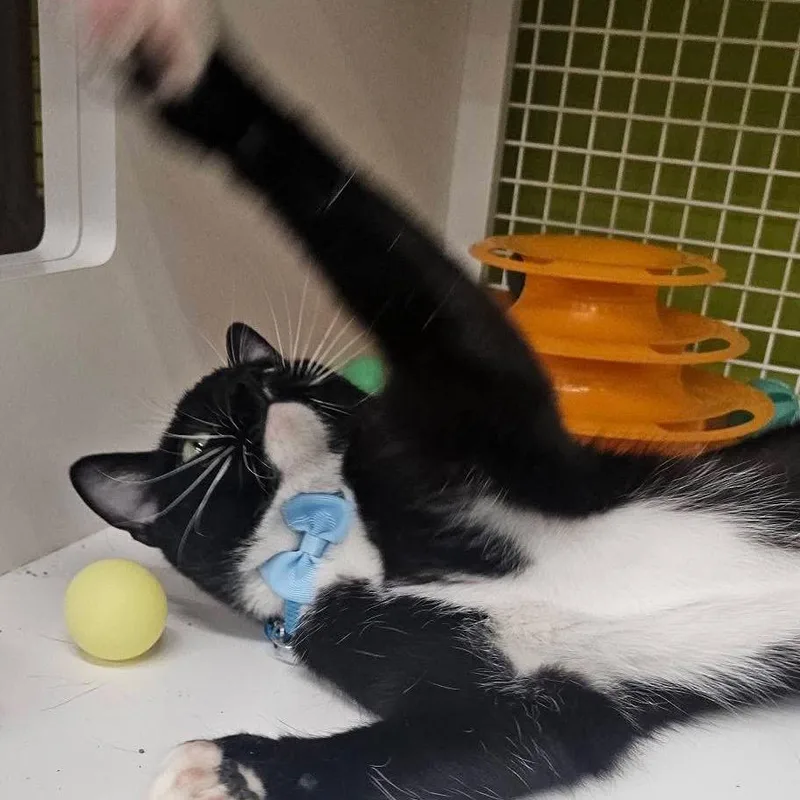A young medium-sized male Black Domestic Short Hair cat named JoJo for adoption in Pasadena , MD