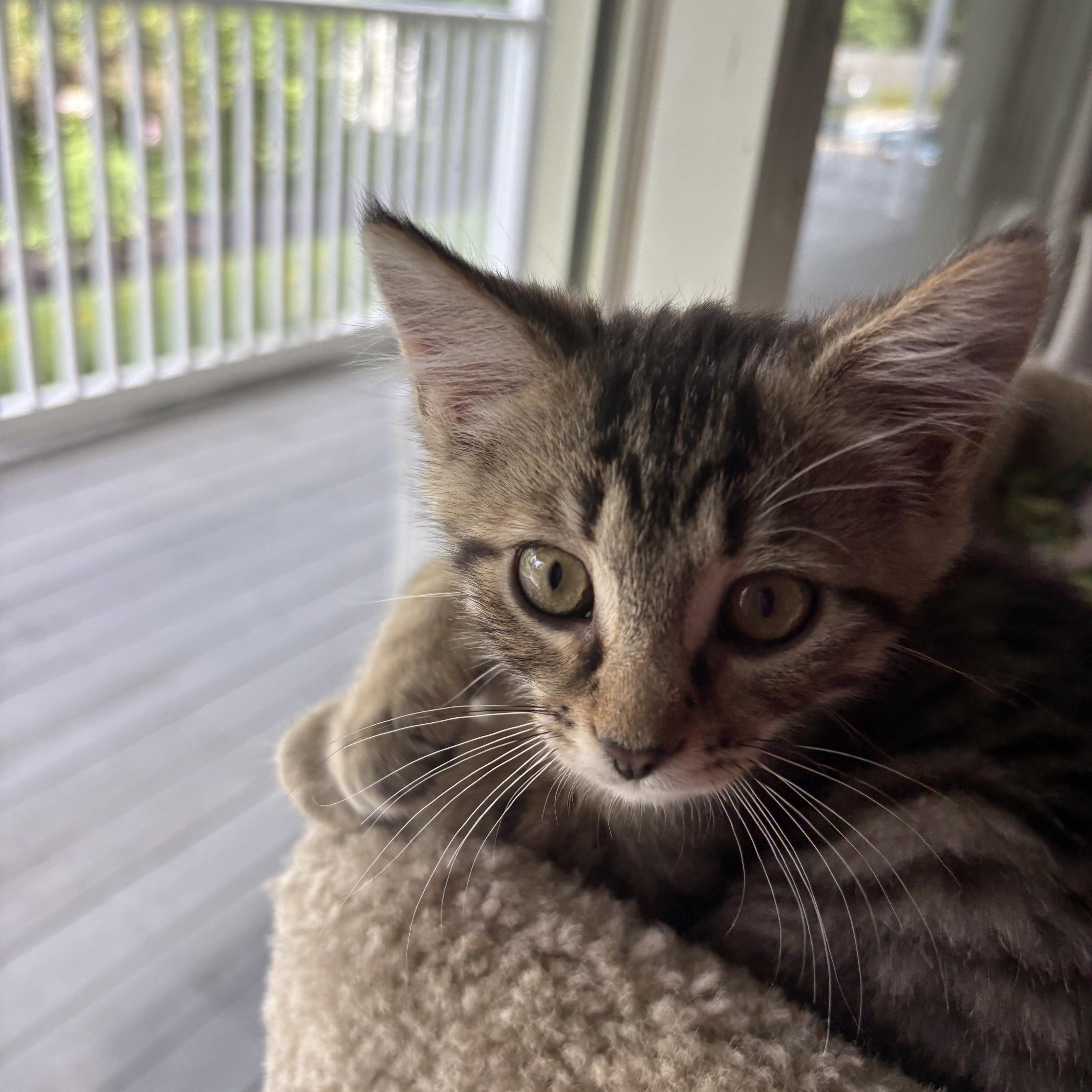 A baby medium-sized male Tabby (Brown / Chocolate) Tabby cat named Matcha for adoption in Washington, PA
