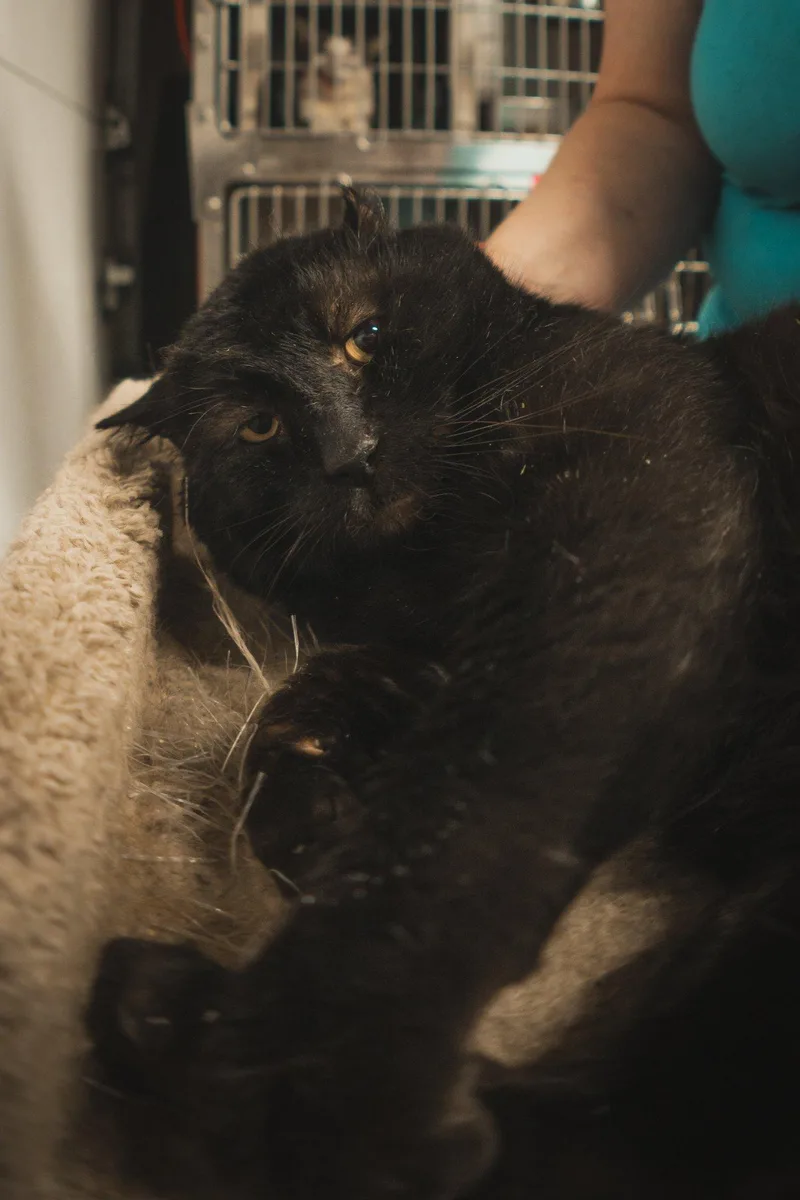 Charlie Ii thumbnail 3