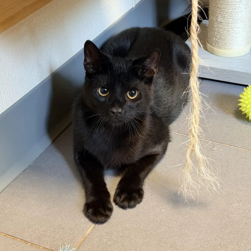 A baby medium-sized male Black Domestic Short Hair cat named Mikey for adoption in Pottsville, PA