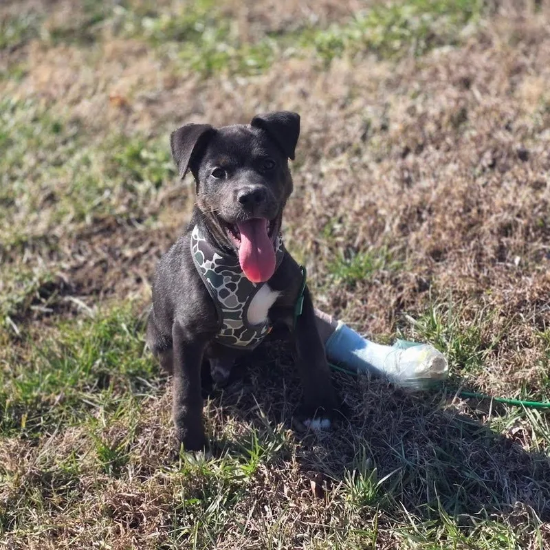 Booker T. thumbnail 2