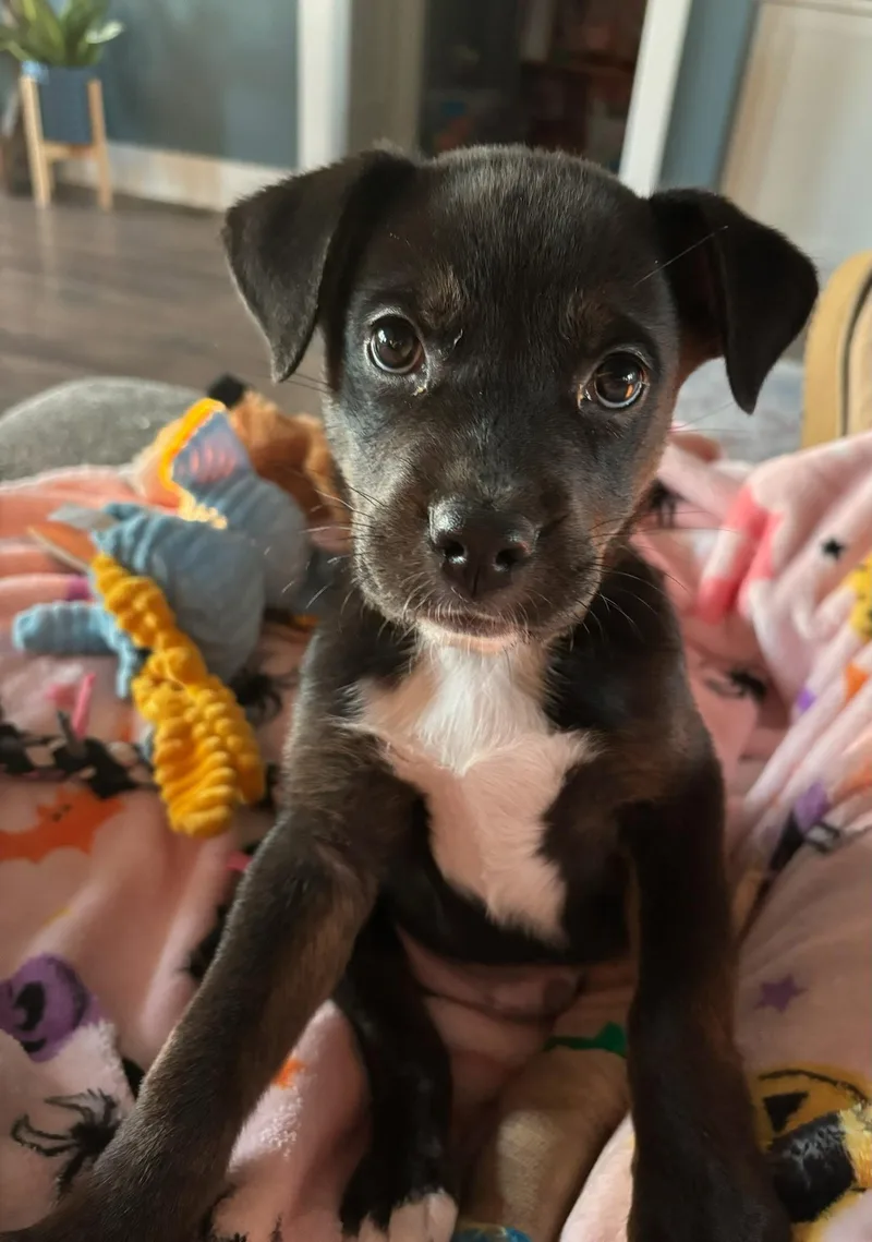 Booker T. thumbnail 3