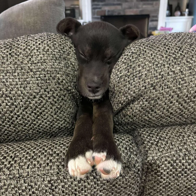 Booker T. thumbnail 4