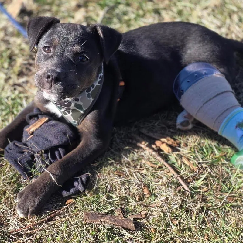 Booker T. thumbnail 5