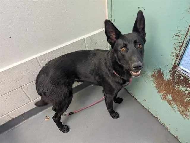 A young large-sized male German Shepherd Dog dog named Navy for adoption in Antioch, CA
