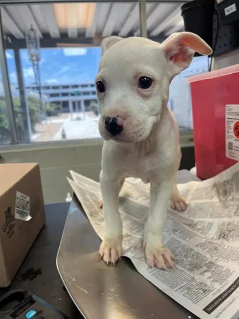 A baby small-sized female Mixed Breed dog named Grits for adoption in Jacksonville, FL