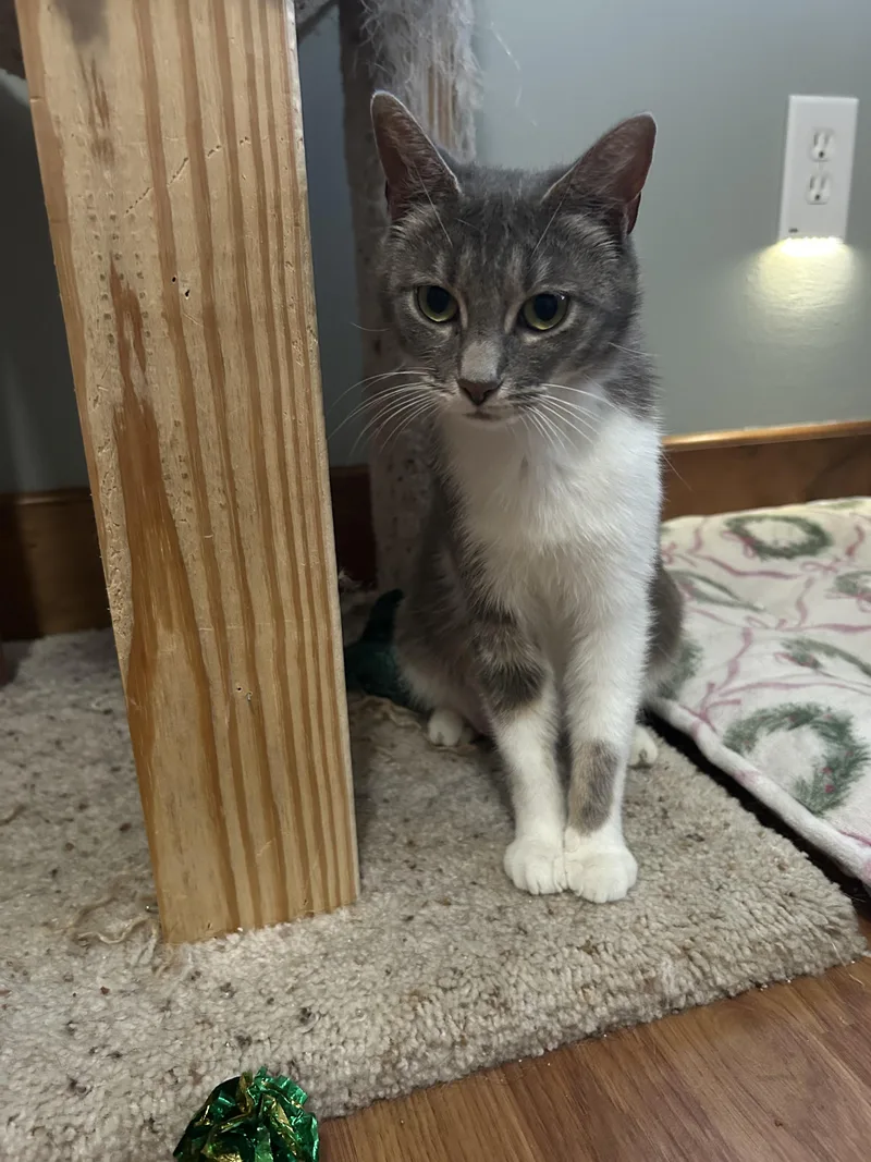 A young small-sized female Domestic Short Hair cat named Kit Kat for adoption in BREINIGSVILLE, PA