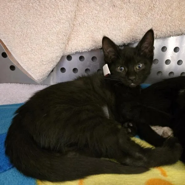 A baby small-sized female Domestic Short Hair cat named Tills for adoption in Dublin, CA