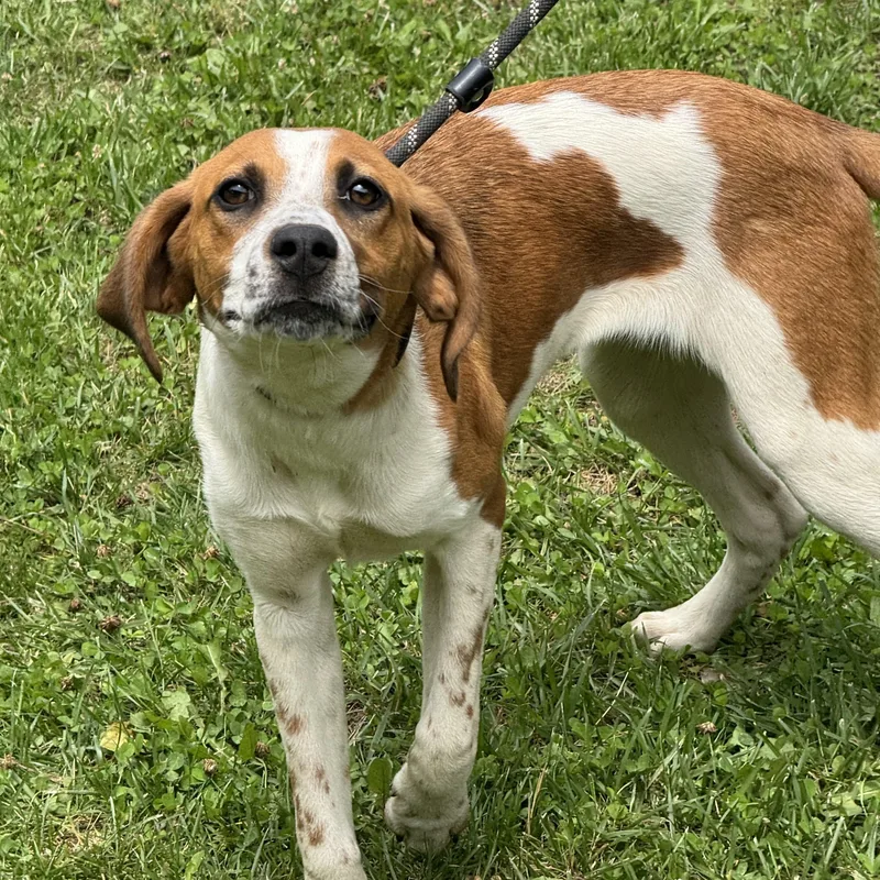 A young medium-sized female White / Cream Labrador Retriever dog named Sundae for adoption in Meherrin, VA