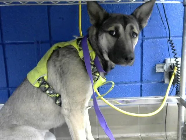 A young medium-sized female German Shepherd Dog dog named Suki for adoption in Albuquerque, NM