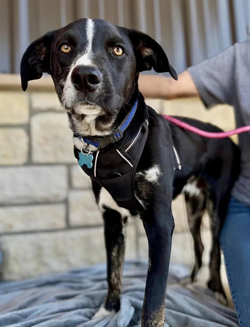 A young small-sized male Black Labrador Retriever dog named Jerry James for adoption in Farmington, MO