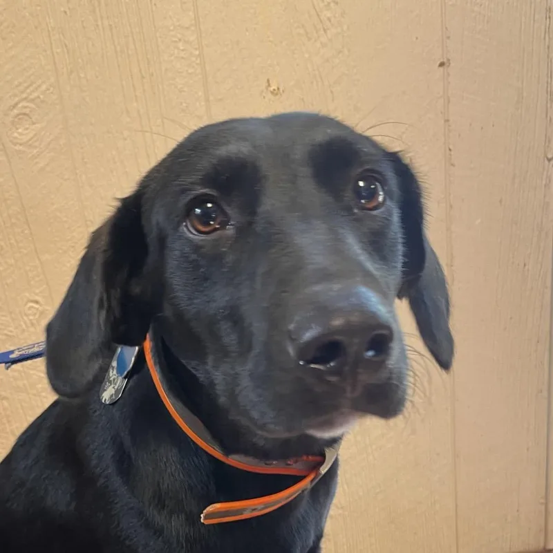 A young medium-sized female Black Labrador Retriever dog named Layla for adoption in Clarksville, AR