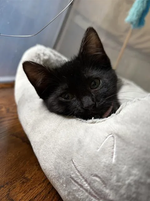 A baby small-sized female Domestic Short Hair cat named Luna for adoption in Charlotte, NC
