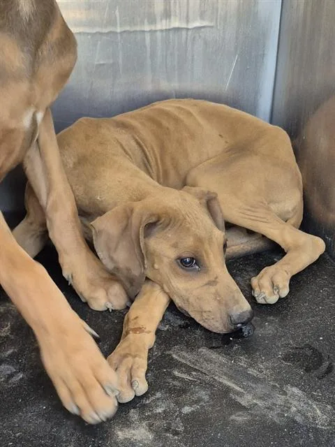 A baby medium-sized female Labrador Retriever dog named Ginny Pepsi for adoption in San Antonio, TX