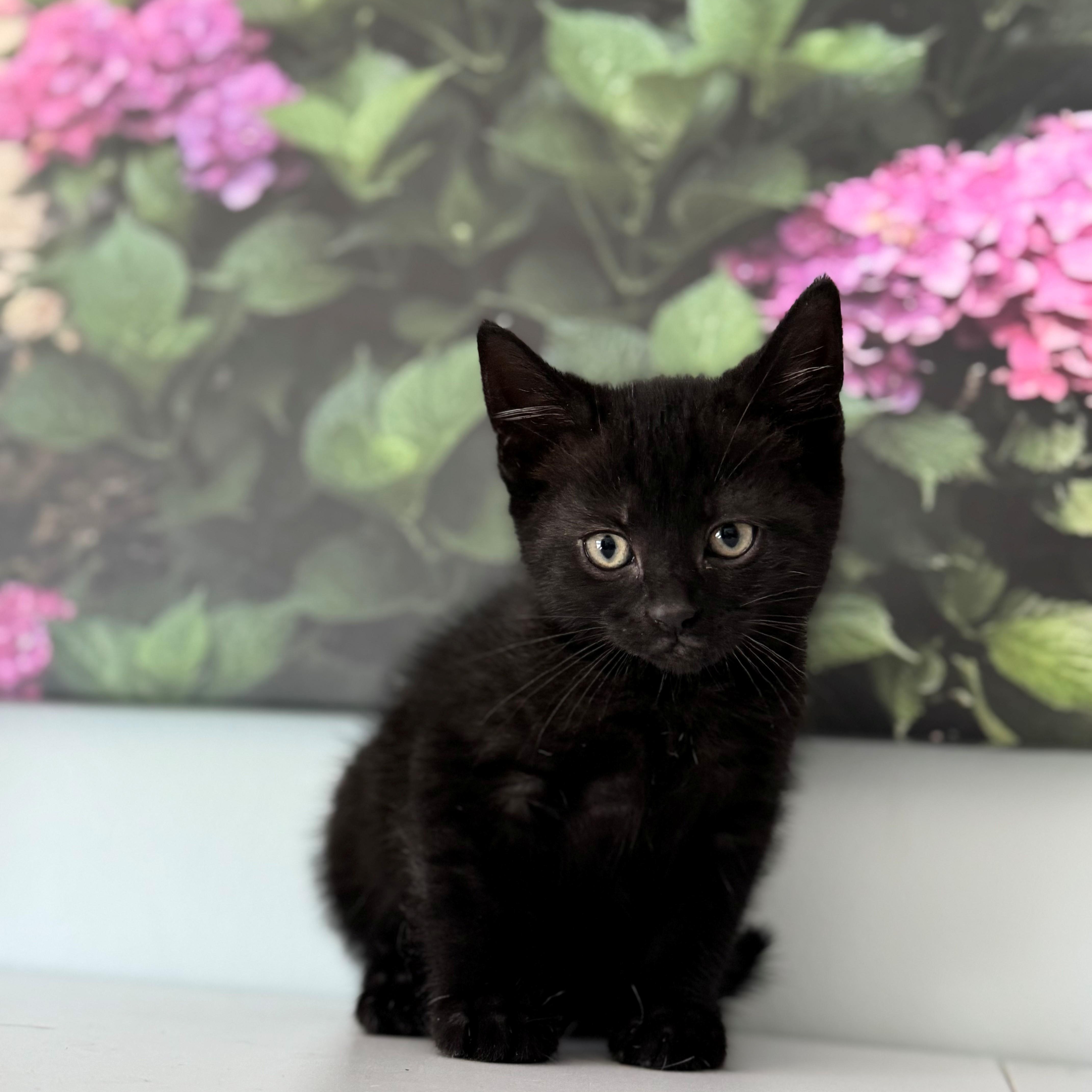 A young small-sized male Black Domestic Short Hair cat named Saturn for adoption in Syosset, NY