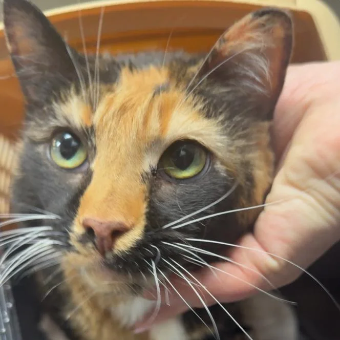 A senior small-sized female Calico Domestic Short Hair cat named Buttermilk for adoption in Coralville, IA