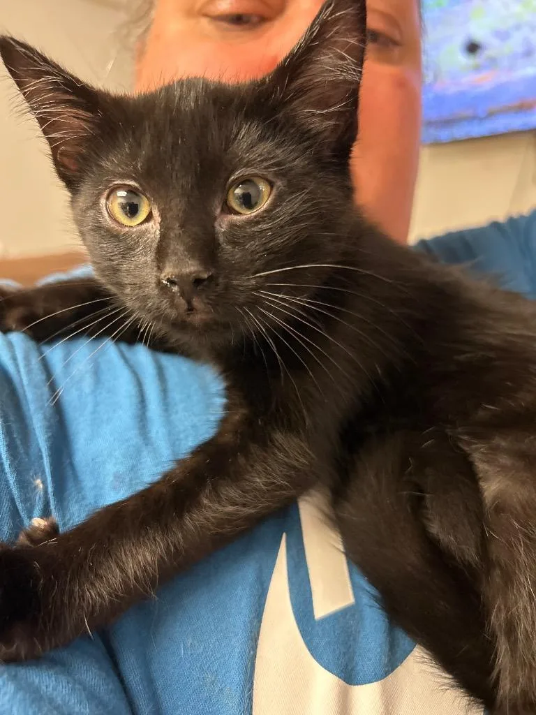 Motorboat thumbnail 2