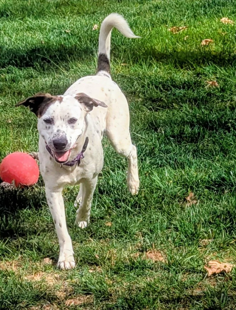 An adult medium-sized male Pointer dog named Monty for adoption in Cookeville, TN