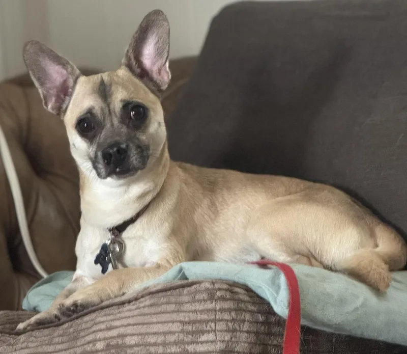 An adult small-sized male Dachshund dog named Ron Swanson for adoption in Grosse Pointe Park, MI