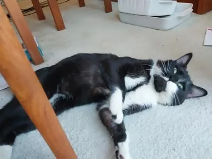 An adult medium-sized male Domestic Short Hair cat named Bogart for adoption in Fairfax, VA