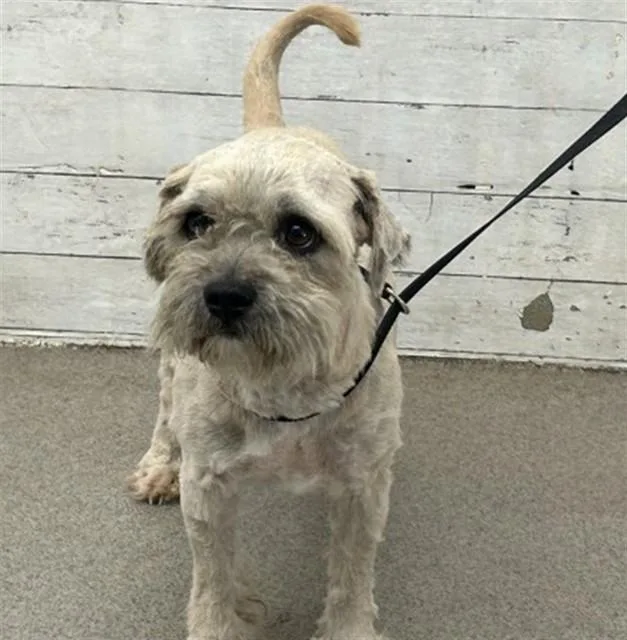 A young small-sized male Terrier dog named Stevie for adoption in San Bernardino, CA