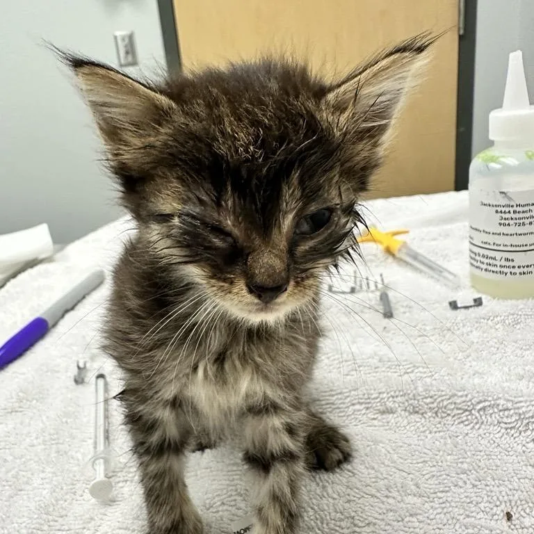 A baby small-sized female Brown / Chocolate Domestic Medium Hair cat named Zucchini for adoption in Jacksonville, FL