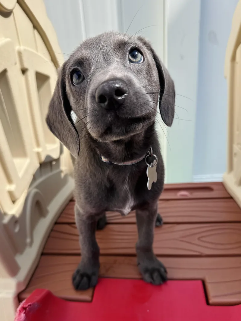 A baby medium-sized female Retriever dog named Roxie Hart for adoption in Palatine, IL