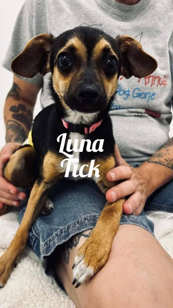 Luna Tick