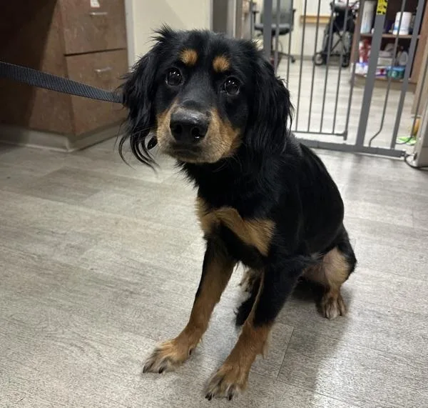A young medium-sized female Spaniel dog named Boba Tea for adoption in San Diego, CA