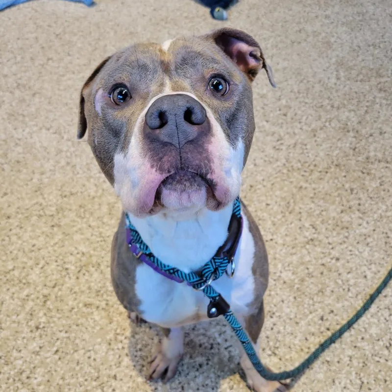 An adult medium-sized female Brindle Mixed Breed dog named Sage for adoption in Saint Charles, MO