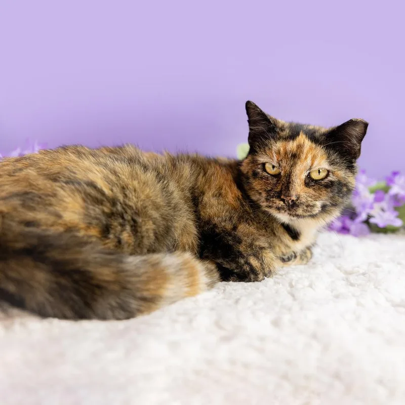 A young medium-sized female Tortoiseshell Domestic Short Hair cat named Sweet Potato for adoption in Durham, NC