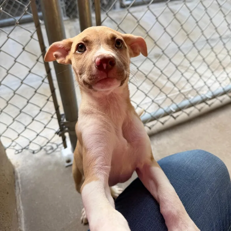 A baby medium-sized female Pit Bull Terrier dog named Rosy for adoption in Tulsa, OK