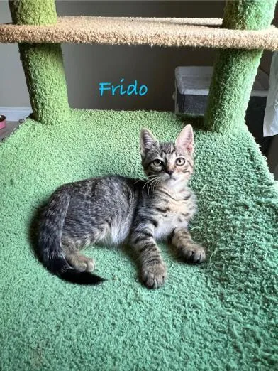 A baby medium-sized male Tabby (Brown / Chocolate) Domestic Short Hair cat named Frido for adoption in Liverpool, TX