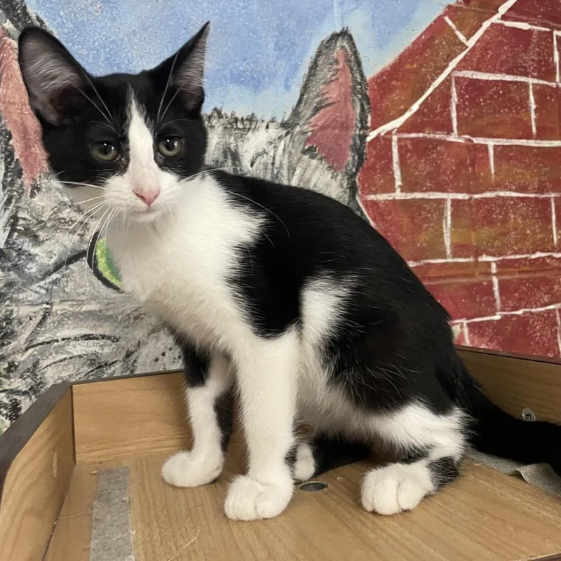 A baby small-sized male Black Domestic Short Hair cat named Dustin for adoption in Laredo, TX