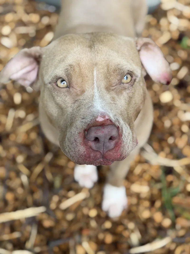 An adult medium-sized female Pit Bull Terrier dog named Mocha for adoption in Petersburg, VA