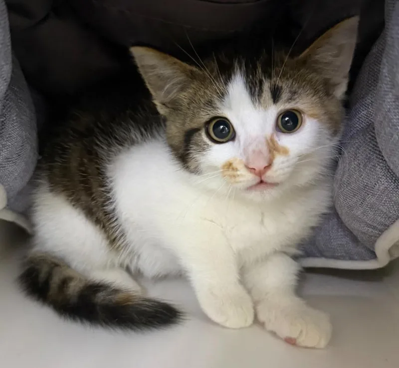 A baby large-sized female Domestic Short Hair cat named Lilly for adoption in Lagrange, IN