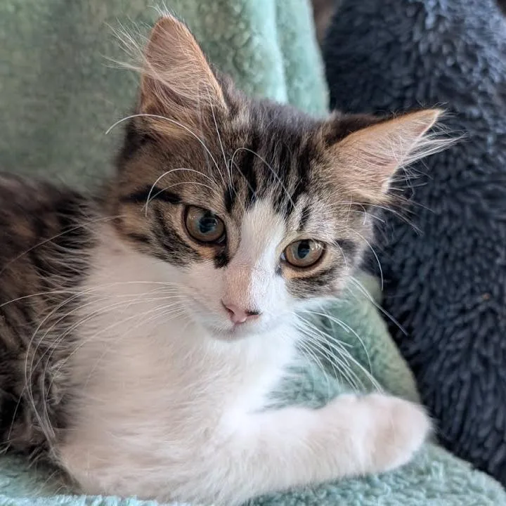 A baby small-sized female Black Domestic Short Hair cat named Bumble for adoption in Galveston, TX