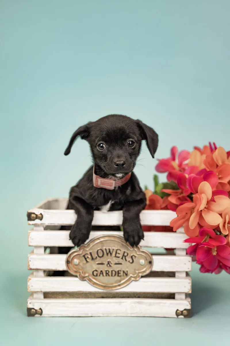 A baby small-sized female Chihuahua dog named 598-26 for adoption in Brighton, CO