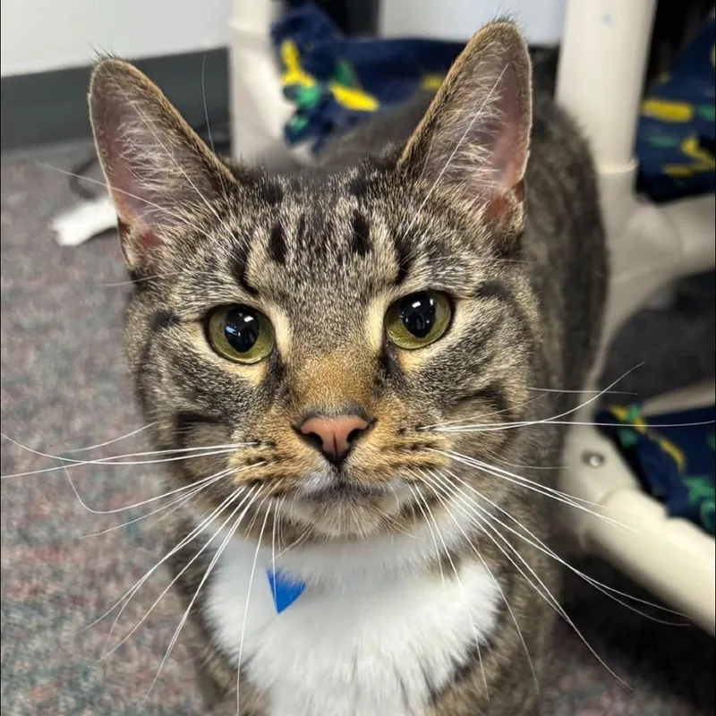 An adult medium-sized male Gray / Blue / Silver Domestic Short Hair cat named Beetlejuice for adoption in Hamburg, NY