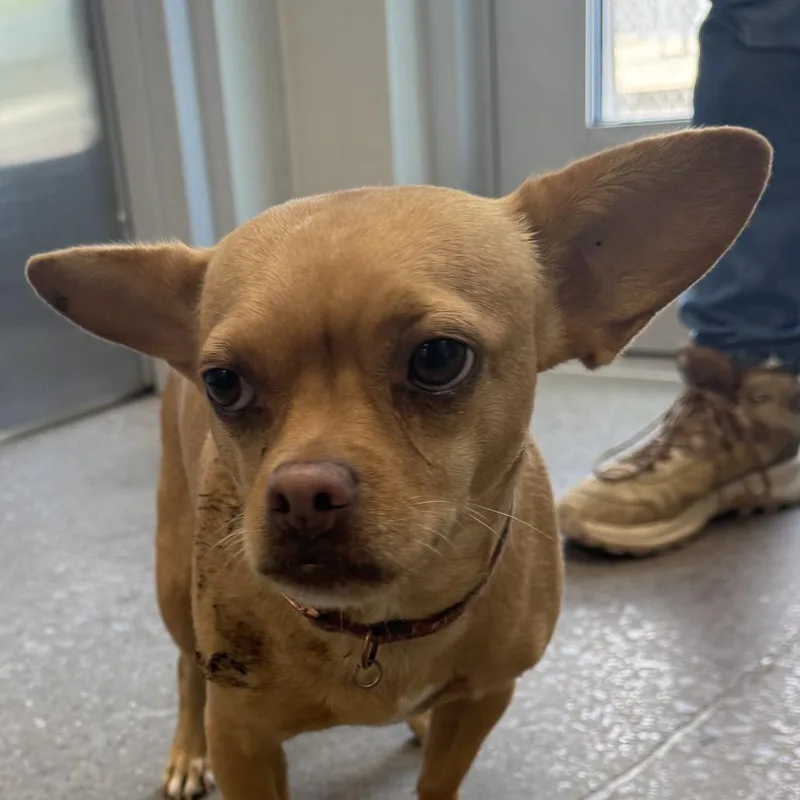 An adult small-sized female Yellow / Tan / Blond / Fawn Mixed Breed dog named Woody for adoption in Las Cruces, NM