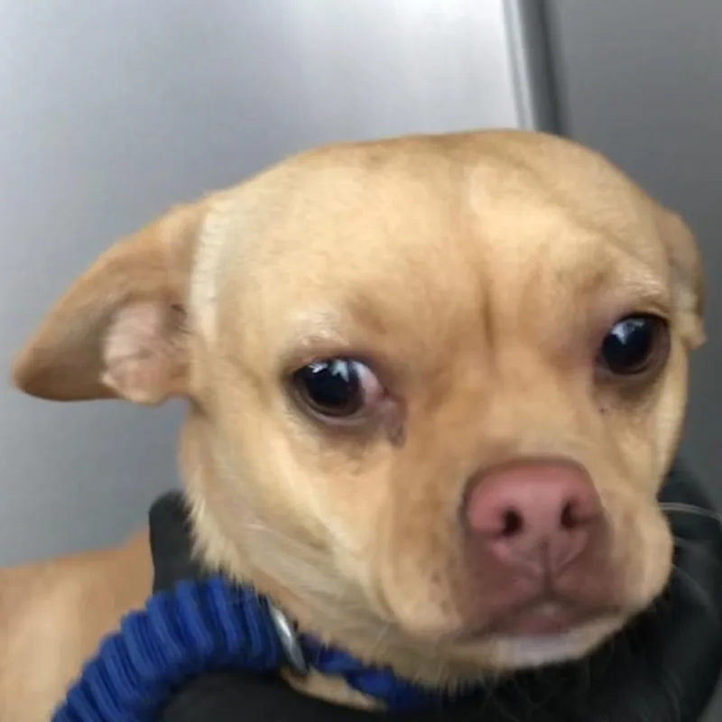 Woody thumbnail 3