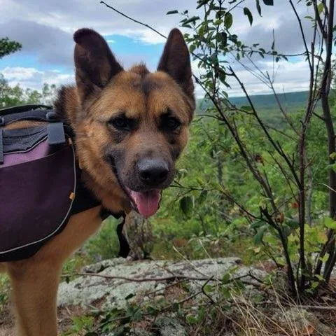 Hazelnut thumbnail 2