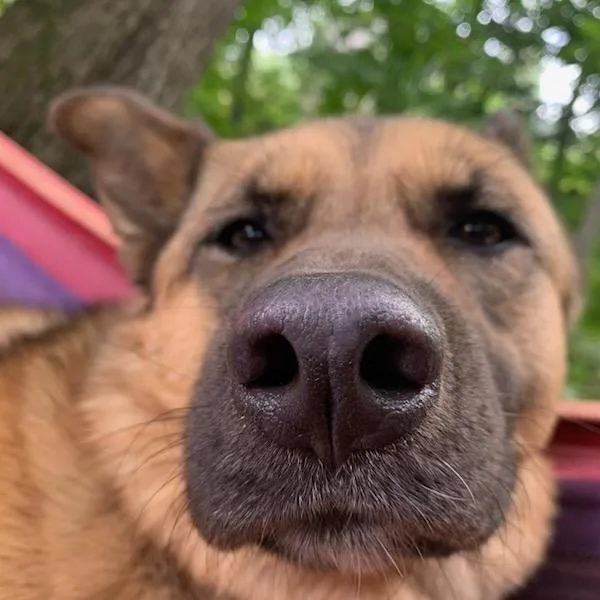 Hazelnut thumbnail 3