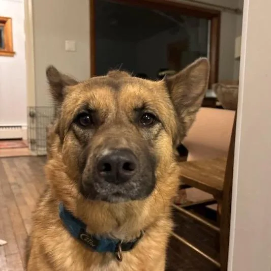 Hazelnut thumbnail 4