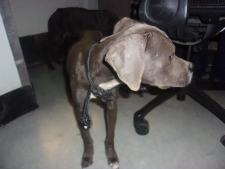 A young medium-sized male Staffordshire Bull Terrier dog named Emery for adoption in Van Nuys, CA