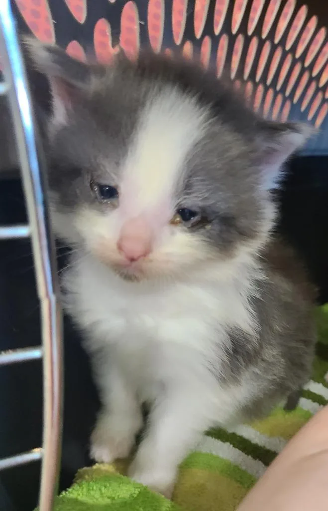A baby medium-sized female Domestic Short Hair cat named Tango for adoption in Portland, IN
